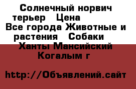 Солнечный норвич терьер › Цена ­ 35 000 - Все города Животные и растения » Собаки   . Ханты-Мансийский,Когалым г.